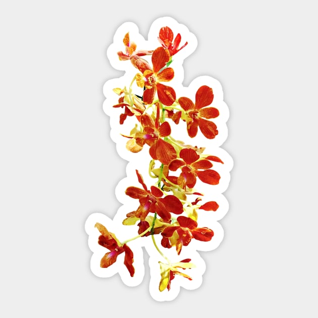 Orchids - Cascade of Orange Orchids Sticker by SusanSavad